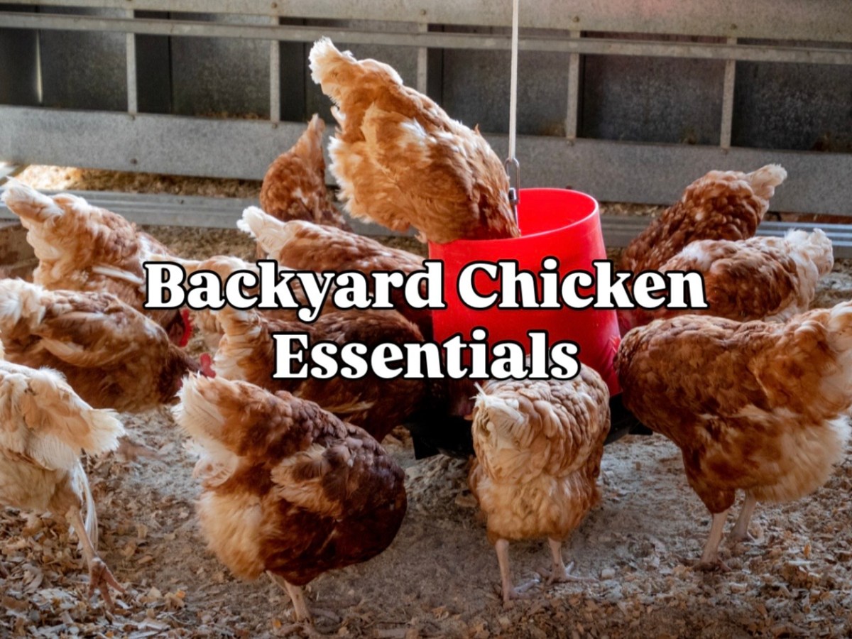 Backyard Chicken Essentials
