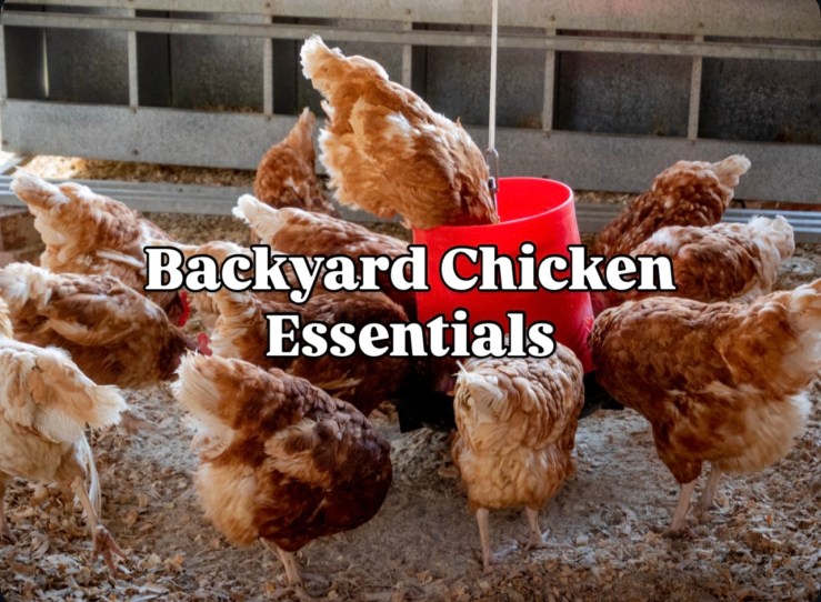 Backyard Chicken Essentials